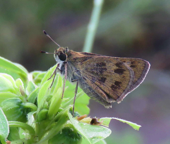 Whirlabout female